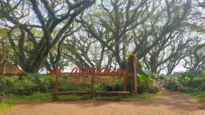 Open Trip De Djawatan – Baluran